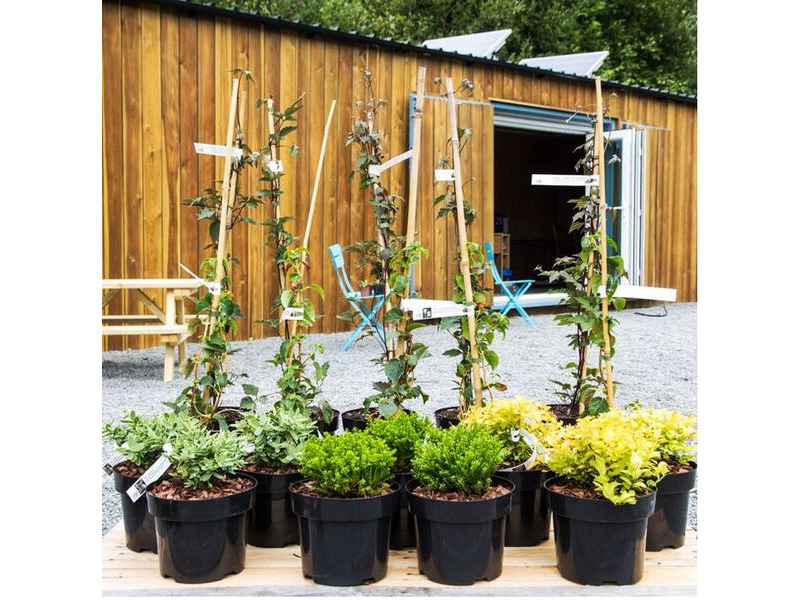 Shipping Container Conversions 40ft Siberian Larch cladded garden centre CS26667 click to zoom image