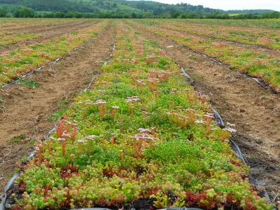 Shipping Container Conversions Sedum blanket system