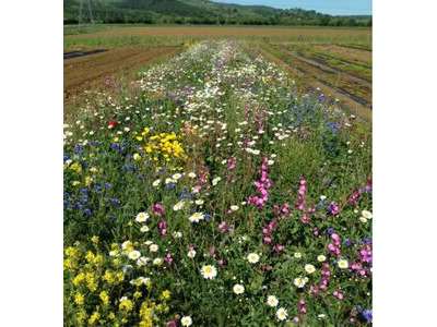 Shipping Container Conversions Wildflower blanket system